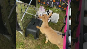 Kraze FX Spooky Split Cake Palette by Linnea Novak